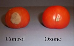 臭氧可以在數(shù)周內(nèi)保護(hù)水果免受腐爛